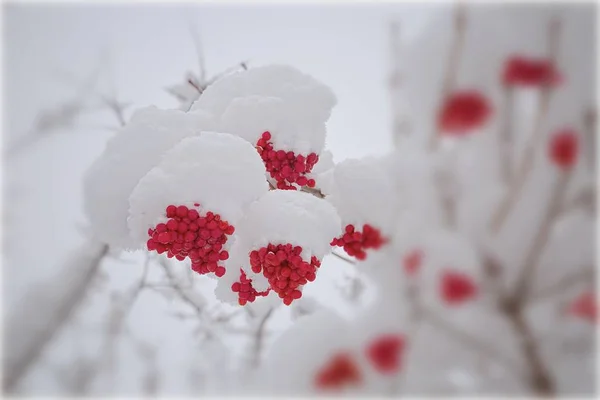 Filialer med askklasar i den snöiga skogen — Stockfoto