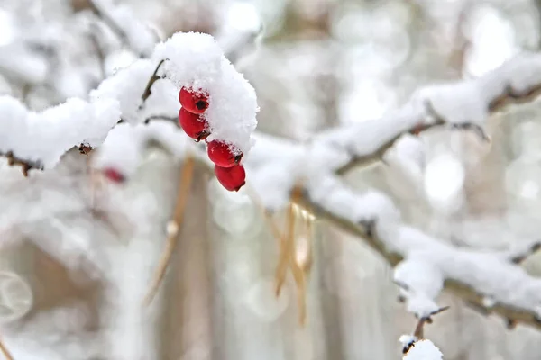 Kupa popiołu pod śniegiem w zimowym lesie. — Zdjęcie stockowe