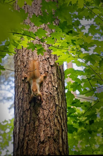 Ένας μικρός σκίουρος κατεβαίνει τον κορμό του δέντρου. — Φωτογραφία Αρχείου