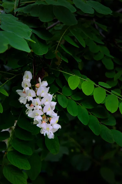 白いアカシアの花と黒いイナゴの木。季節、農産物. — ストック写真