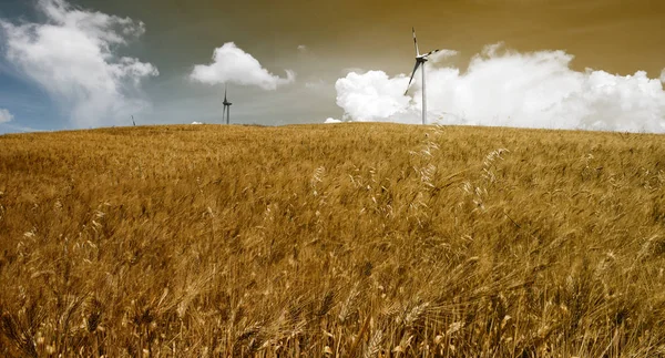 Vete fält med vindkraftverk — Stockfoto