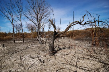 Sicilya 'da ekilen portakal ağaçları ateşle yandı.