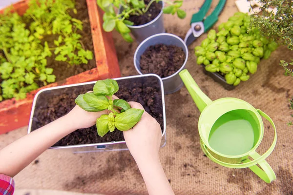 Two Hands Planting Aromatic Herbs Garden — Stock Photo, Image
