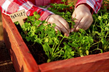 Küçük çocuk kırsalın ortasına aromatik bitkiler ekiyor.