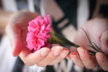 Pembe bir karanfil çiçek holding eller.