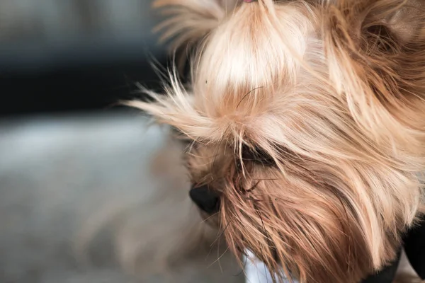 dog in costume, dog for a walk, stylish dog, gentleman dog,