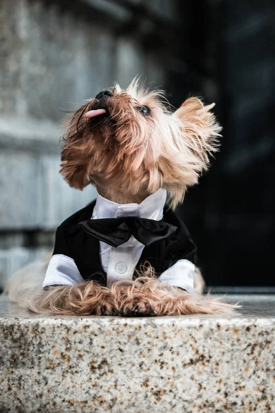 dog in costume, dog for a walk, stylish dog, gentleman dog,