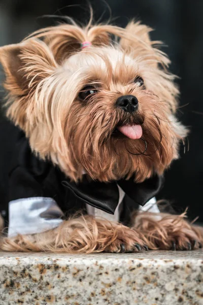 dog in costume, dog for a walk, stylish dog, gentleman dog,