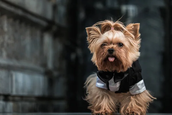 Dog Costume Dog Walk Stylish Dog Gentleman Dog — Stock Photo, Image