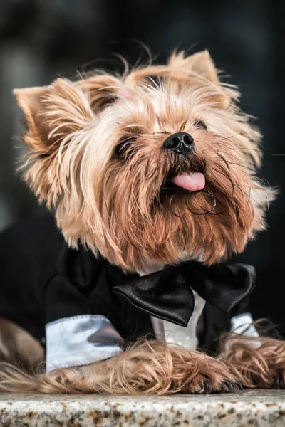 dog in costume, dog for a walk, stylish dog, gentleman dog,