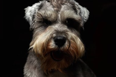 Güzel ve şirin gri bir köpeğin portresi. Şirin hayvan schnauzer köpeği. Duygusal portre. Hayvan, gri saç, köpek, schnauzer.,
