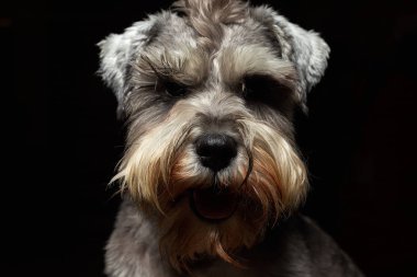 Güzel ve şirin gri bir köpeğin portresi. Şirin hayvan schnauzer köpeği. Duygusal portre. Hayvan, gri saç, köpek, schnauzer.,