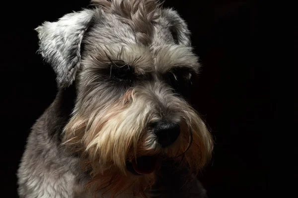 Portrait Beautiful Cute Gray Dog Cute Animal Schnauzer Dog Emotional — Stock Photo, Image