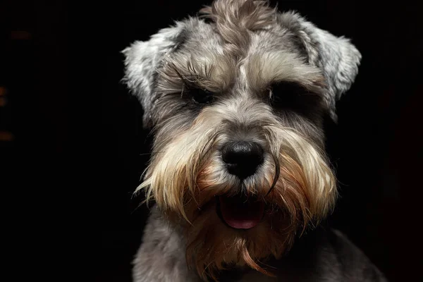 Portrait Beautiful Cute Gray Dog Cute Animal Schnauzer Dog Emotional — Stock Photo, Image