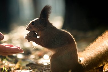Sincap ve fındık, protein diyeti, açık havada kahvaltı bir sincap ormanda elinden ceviz alır. Sezon, sincap, fındık, komik, tatlı