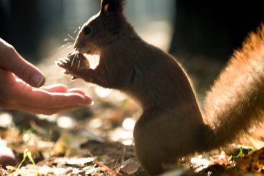 Sincap ve fındık, protein diyeti, açık havada kahvaltı bir sincap ormanda elinden ceviz alır. Sezon, sincap, fındık, komik, tatlı