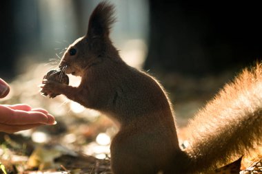 Sincap ve fındık, protein diyeti, açık havada kahvaltı bir sincap ormanda elinden ceviz alır. Sezon, sincap, fındık, komik, tatlı