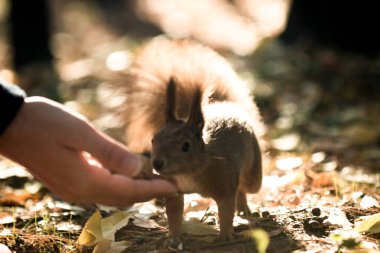 Sincap ve fındık, protein diyeti, açık havada kahvaltı bir sincap ormanda elinden ceviz alır. Sezon, sincap, fındık, komik, tatlı
