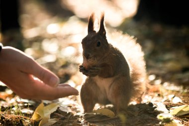 Sincap ve fındık, protein diyeti, açık havada kahvaltı bir sincap ormanda elinden ceviz alır. Sezon, sincap, fındık, komik, tatlı