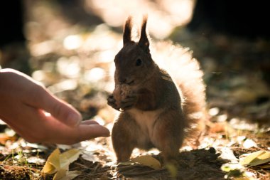Sincap ve fındık, protein diyeti, açık havada kahvaltı bir sincap ormanda elinden ceviz alır. Sezon, sincap, fındık, komik, tatlı