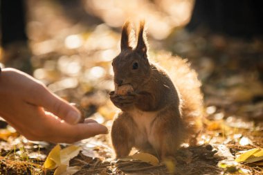 Sincap ve fındık, protein diyeti, açık havada kahvaltı bir sincap ormanda elinden ceviz alır. Sezon, sincap, fındık, komik, tatlı