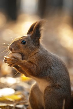 Sincap ve fındık, protein diyeti, açık havada kahvaltı bir sincap ormanda elinden ceviz alır. Sezon, sincap, fındık, komik, tatlı