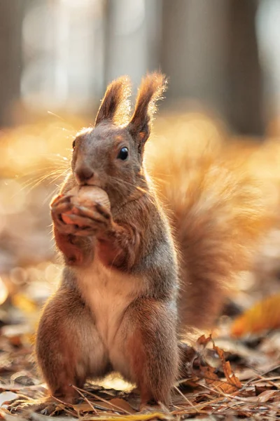 Eichhörnchen Und Nüsse Eiweißdiät Frühstück Freien Ein Eichhörnchen Nimmt Wald — Stockfoto