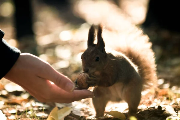 squirrel and nuts, diet for protein, breakfast in the open air,A squirrel takes a walnut from his hand in the forest. Season, squirrel, nut, funny, sweet