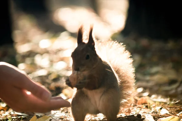 squirrel and nuts, diet for protein, breakfast in the open air,A squirrel takes a walnut from his hand in the forest. Season, squirrel, nut, funny, sweet