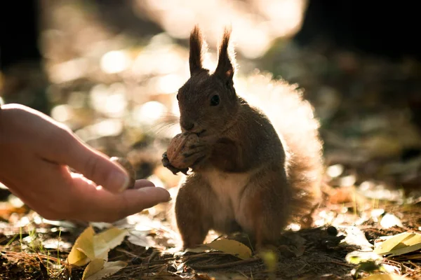 squirrel and nuts, diet for protein, breakfast in the open air,A squirrel takes a walnut from his hand in the forest. Season, squirrel, nut, funny, sweet