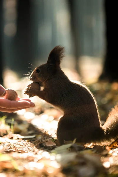 squirrel and nuts, diet for protein, breakfast in the open air,A squirrel takes a walnut from his hand in the forest. Season, squirrel, nut, funny, sweet