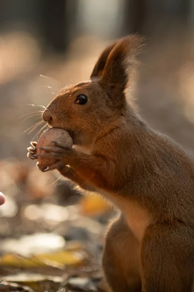 squirrel and nuts, diet for protein, breakfast in the open air,A squirrel takes a walnut from his hand in the forest. Season, squirrel, nut, funny, sweet