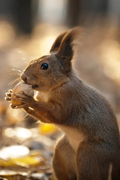 squirrel and nuts, diet for protein, breakfast in the open air,A squirrel takes a walnut from his hand in the forest. Season, squirrel, nut, funny, sweet