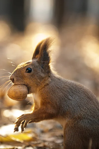 squirrel and nuts, diet for protein, breakfast in the open air,A squirrel takes a walnut from his hand in the forest. Season, squirrel, nut, funny, sweet