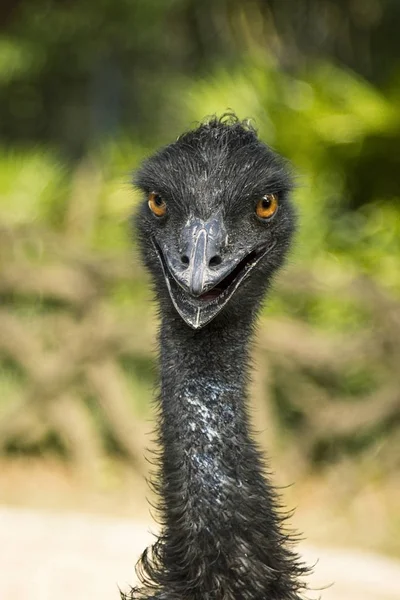 Retrato Avestruz Divertido Asombroso Sorprendido Sonriente Animales Naturaleza Zoológico Con — Foto de Stock