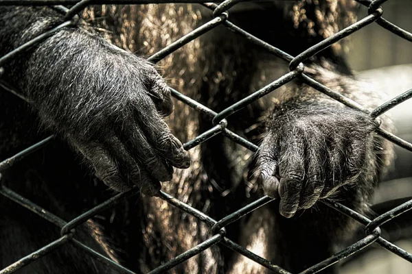 Egy Majom Keze Van Ketrec Mögött Segíts Állatoknak Majmoknak Ketrecben — Stock Fotó