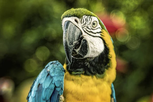 Parrot Bright Plumage Lovely Beautiful Bird Beak Feathers Portrait Cute — Stock Photo, Image