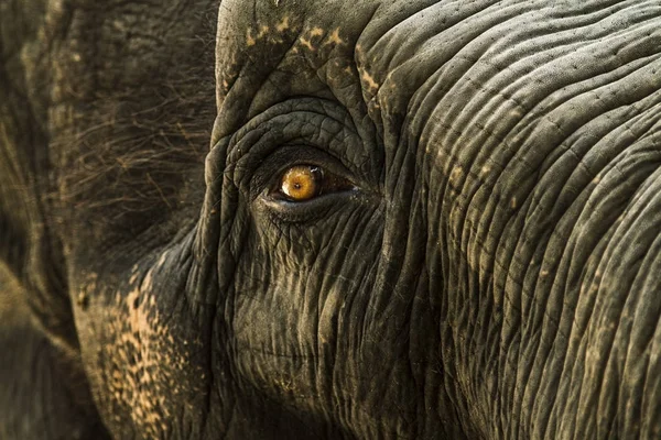 Close-up portrait of an elephant. The majestic animal. Wisdom in the eyes of an animal. Cute, wise, beautiful animal
