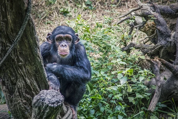 Chimpancé Los Trópicos Naturaleza Retrato Mono Brazos Largos Mono Los —  Fotos de Stock