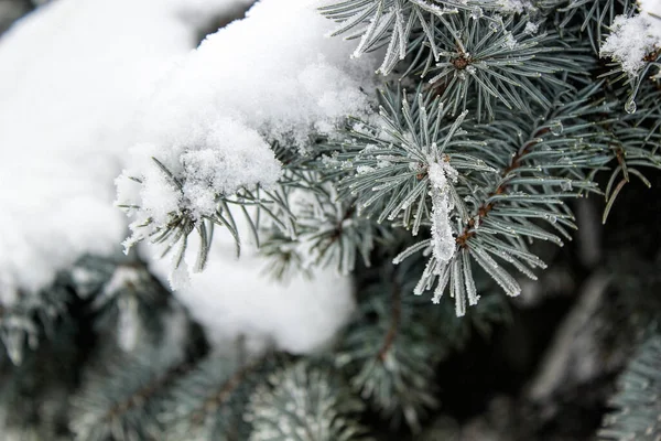 Une Épaisse Couche Neige Gît Sur Les Branches Arbre Noël — Photo
