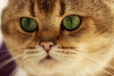 İngiliz kedi cinsinin fotoğrafı. Evcil hayvan, şirin, yeşil gözlü bir kedi, bir kedi portresi.,