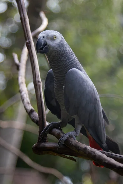 Papoušek Šedý Jaco Červeným Ocasem Pták Chytrý Příroda Tropy Exotika — Stock fotografie