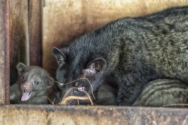 Primer Plano Musang Animal Con Bebé Hermoso Animal Café Criaturas — Foto de Stock