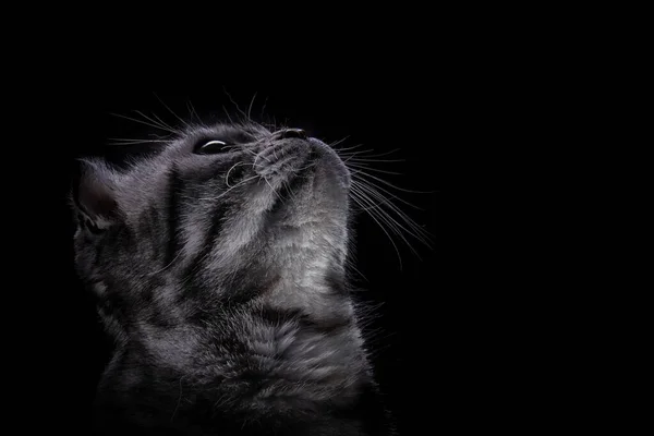 Retrato Gato Escocés Mirando Cerca Animal Mascota Gris Esponjoso Cariñoso — Foto de Stock