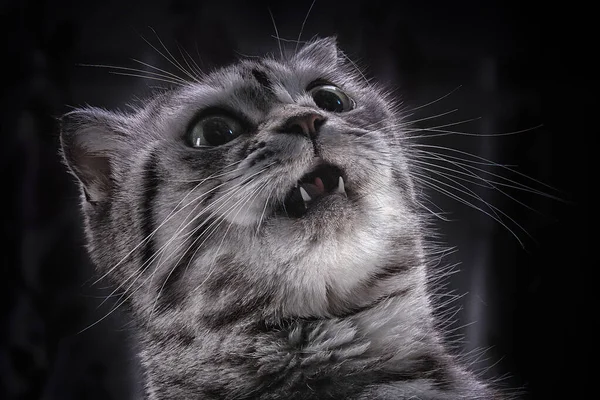 Gato Escocês Bonito Com Boca Aberta Close Animais Animal Estimação — Fotografia de Stock