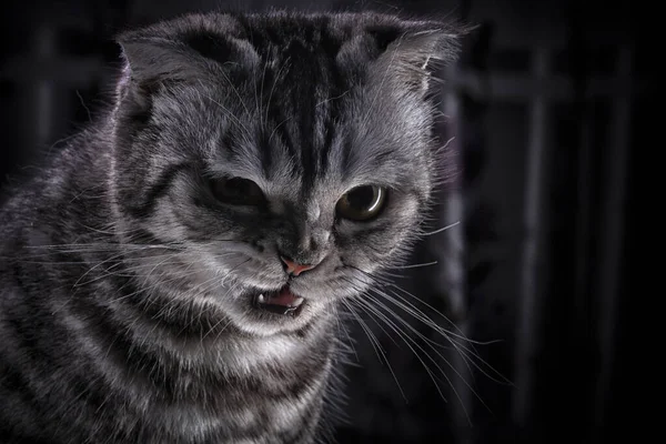 Aggressive cat of Scottish breed. Animal, cute, domestic cat, beautiful, gray, grin, anger