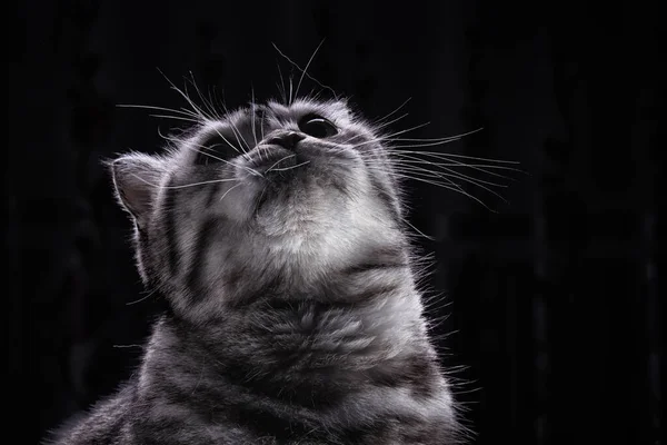 Retrato Gato Escocés Mirando Cerca Animal Mascota Gris Esponjoso Cariñoso —  Fotos de Stock