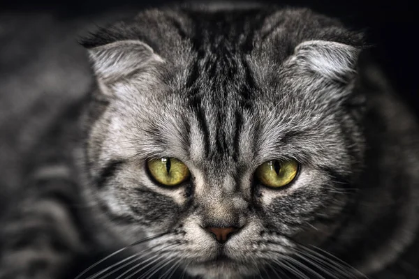 Кішка Шотландської Породи Жовтими Очима Тварина Мила Домашня Кішка Красива — стокове фото