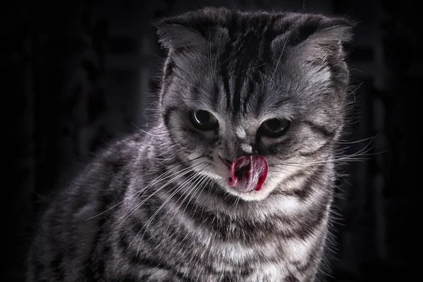 Gato Raça Escocesa Lambe Nariz Animal Bonito Gato Doméstico Bonito — Fotografia de Stock