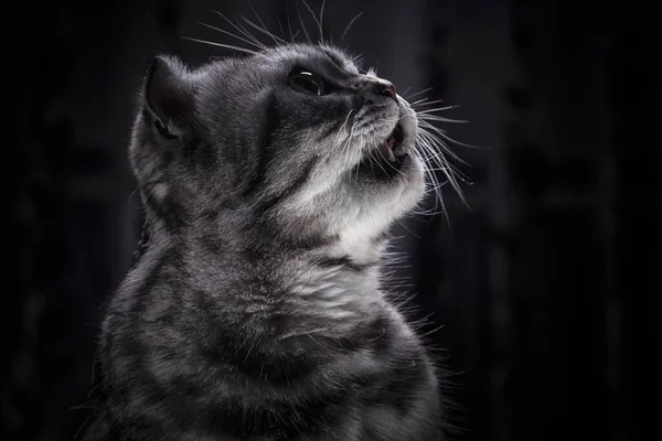 Portrait Profil Chat Écossais Gris Bouche Ouverte Animaux Animaux Compagnie — Photo